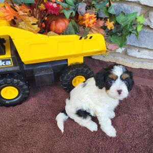Cavapoo Puppy Reagan