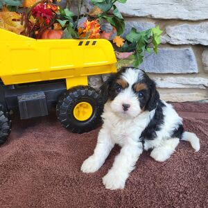 Cavapoo Puppy Reagan