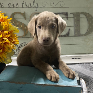 Labrador Retriever Puppy Lizzy