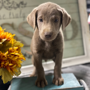Labrador Retriever Puppy Lizzy