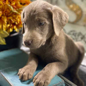 Labrador Retriever Puppy Lizzy