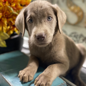 Labrador Retriever Puppy Lizzy