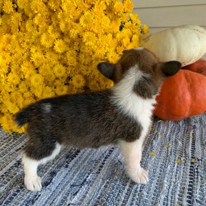 Pembroke Welsh Corgi Puppy Maddox