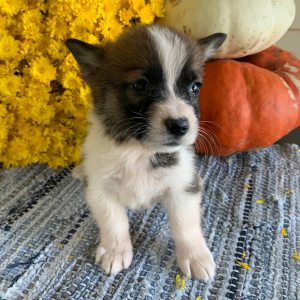 Pembroke Welsh Corgi Puppy Maddox