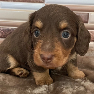 Dachshund Puppy Rocket