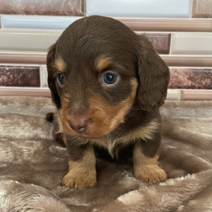 Dachshund Puppy Rocket