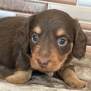 Dachshund Puppy Rocket