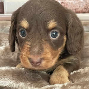 Dachshund Puppy Rocket