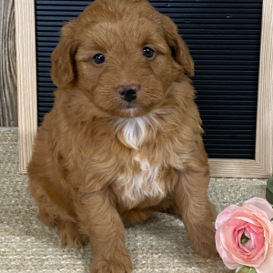 Aussiedoodle Puppy Bambi