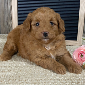 Aussiedoodle Puppy Bambi
