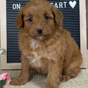 Aussiedoodle Puppy Bambi