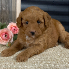 Aussiedoodle Puppy Bambi
