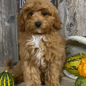 Cavapoo Puppy Gabriel