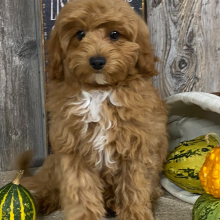 Cavapoo Puppy Gabriel