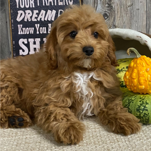 Cavapoo Puppy Gabriel