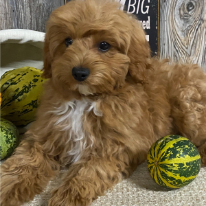 Cavapoo Puppy Gabriel