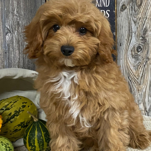 Cavapoo Puppy Gabriel