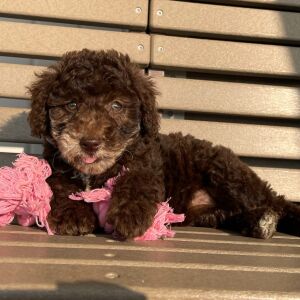 Goldendoodle Puppy Krystal