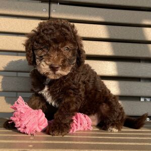 Goldendoodle Puppy Krystal