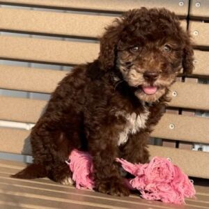 Goldendoodle Puppy Krystal