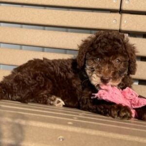 Goldendoodle Puppy Krystal