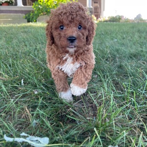 Goldendoodle Puppy Rance
