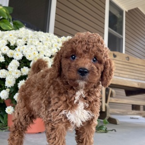 Goldendoodle Puppy Rance