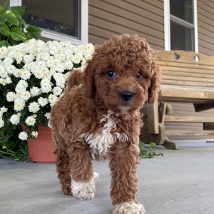 Goldendoodle Puppy Rance