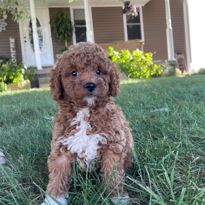 Goldendoodle Puppy Rance