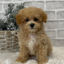 Maltipoo Puppy Funk