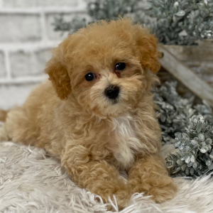 Maltipoo Puppy Funk