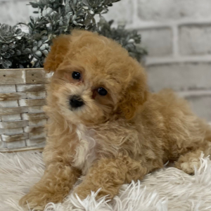 Maltipoo Puppy Funk