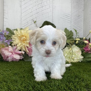 Havapoo Puppy Daisy