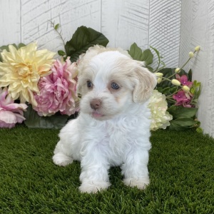 Havapoo Puppy Daisy