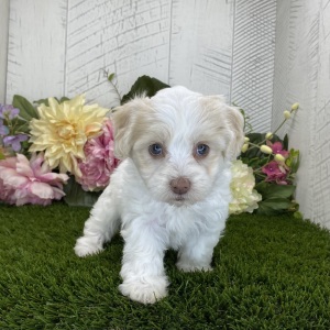 Havapoo Puppy Daisy