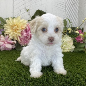 Havapoo Puppy Daisy