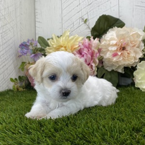 Havapoo Puppy Luna