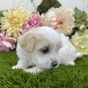 Havapoo Puppy Luna