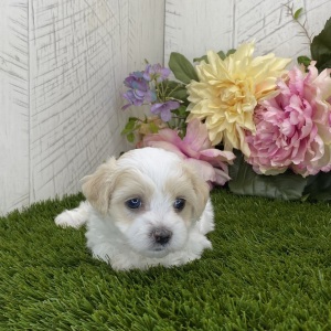 Havapoo Puppy Luna
