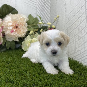 Havapoo Puppy Luna