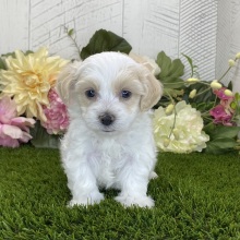 Havapoo Puppy Loki