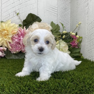 Havapoo Puppy Loki