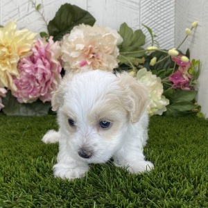 Havapoo Puppy Loki