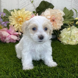 Havapoo Puppy Loki