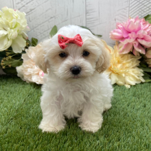 Havapoo Puppy Loki