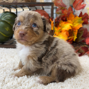 Aussiedoodle Puppy Prince