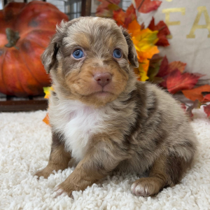 Aussiedoodle Puppy Prince