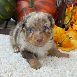 Aussiedoodle Puppy Prince