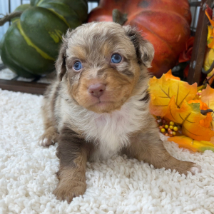 Aussiedoodle Puppy Prince
