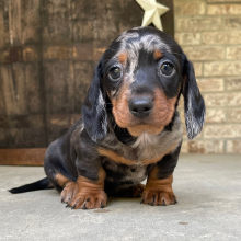 Dachshund Puppy Cameron